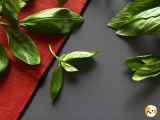How do you prolong the freshness of your herbs? We explain it all!